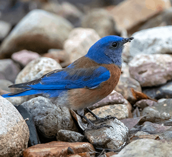 Western Bluebird